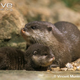 Illustration for article titled Monday Mustelid - Aonyx cinerea